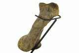 Triceratops Metatarsal (Foot Bone) - Montana #129943-4
